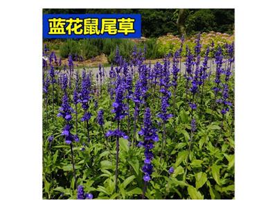 Seeds of sage with blue flowers, seeds of vanilla with blue flowers, seeds of potted garden flowers which are easy to grow all the year round
